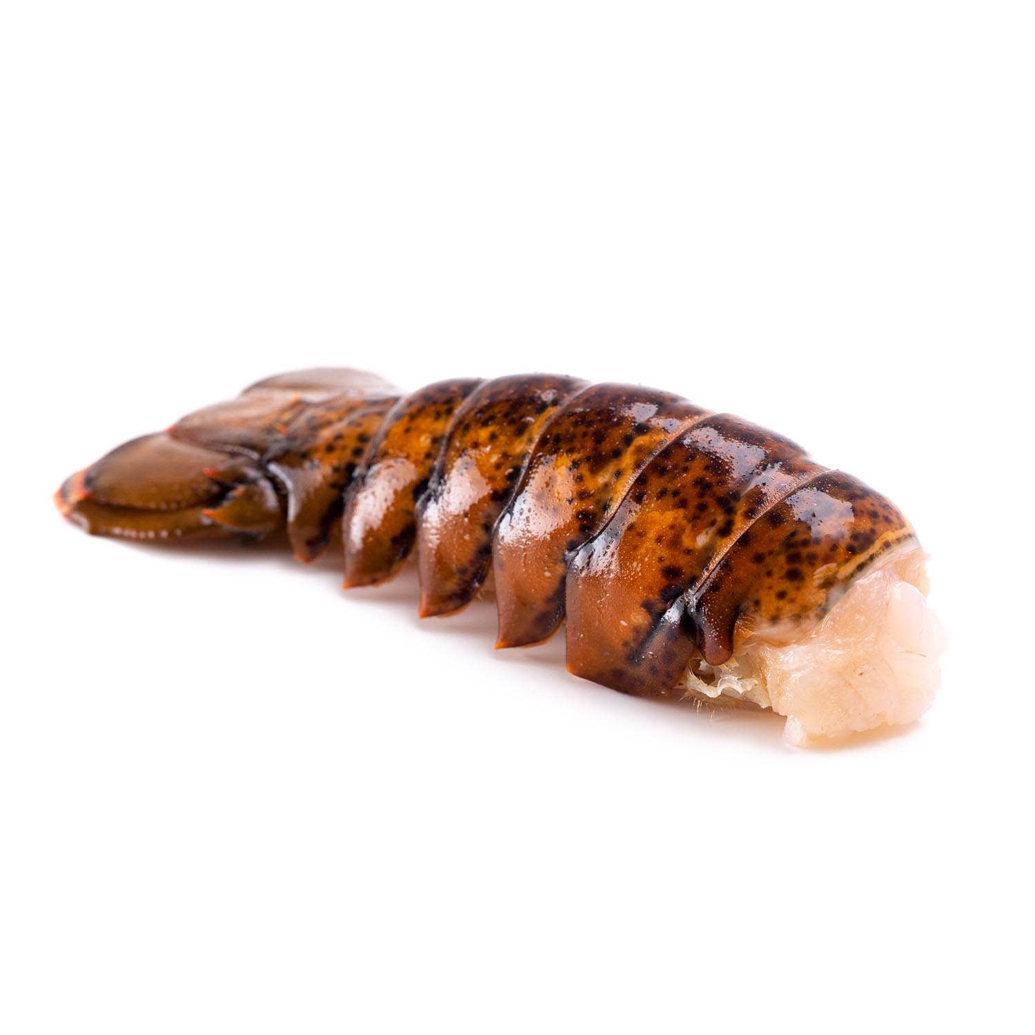 What Is Queue De Homard In English What Is Queue De Homard In English