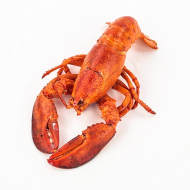 55469