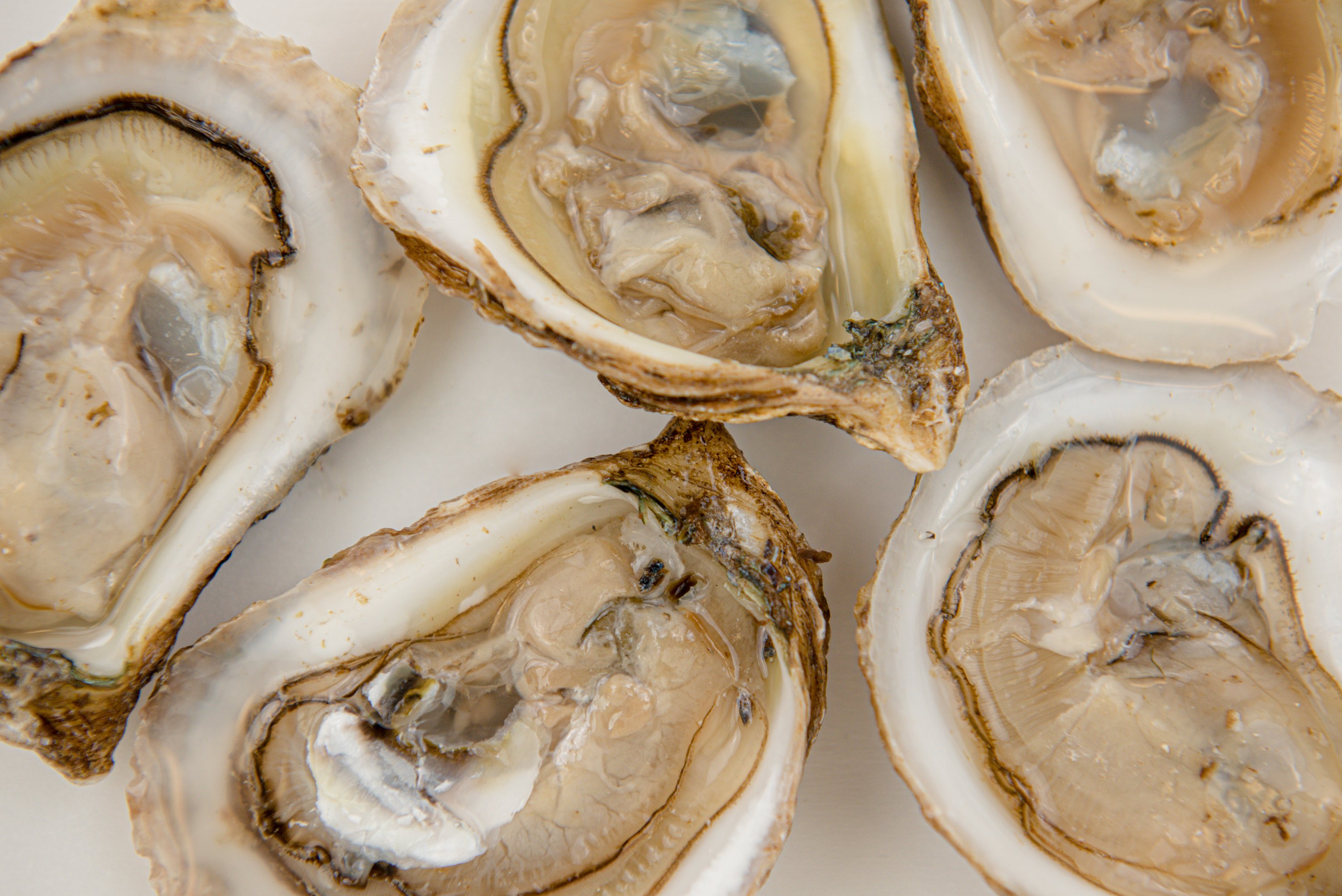 Our Oysters | Mayrand Food Depot
