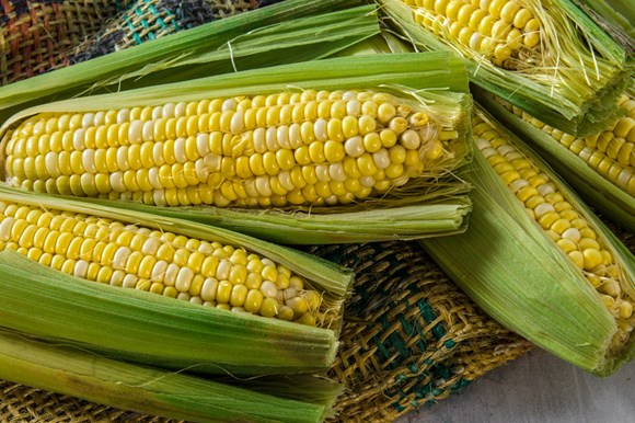 Harvest time | Mayrand Food Depot